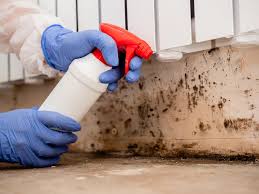  Amsterdam, NY Mold Removal & Remediation Pros